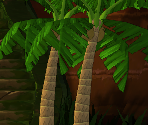 Palm Tree