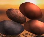 Rocks