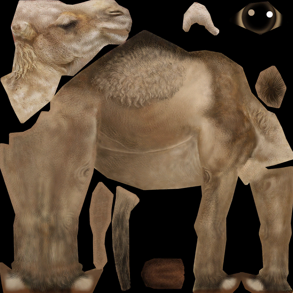 Dromedary