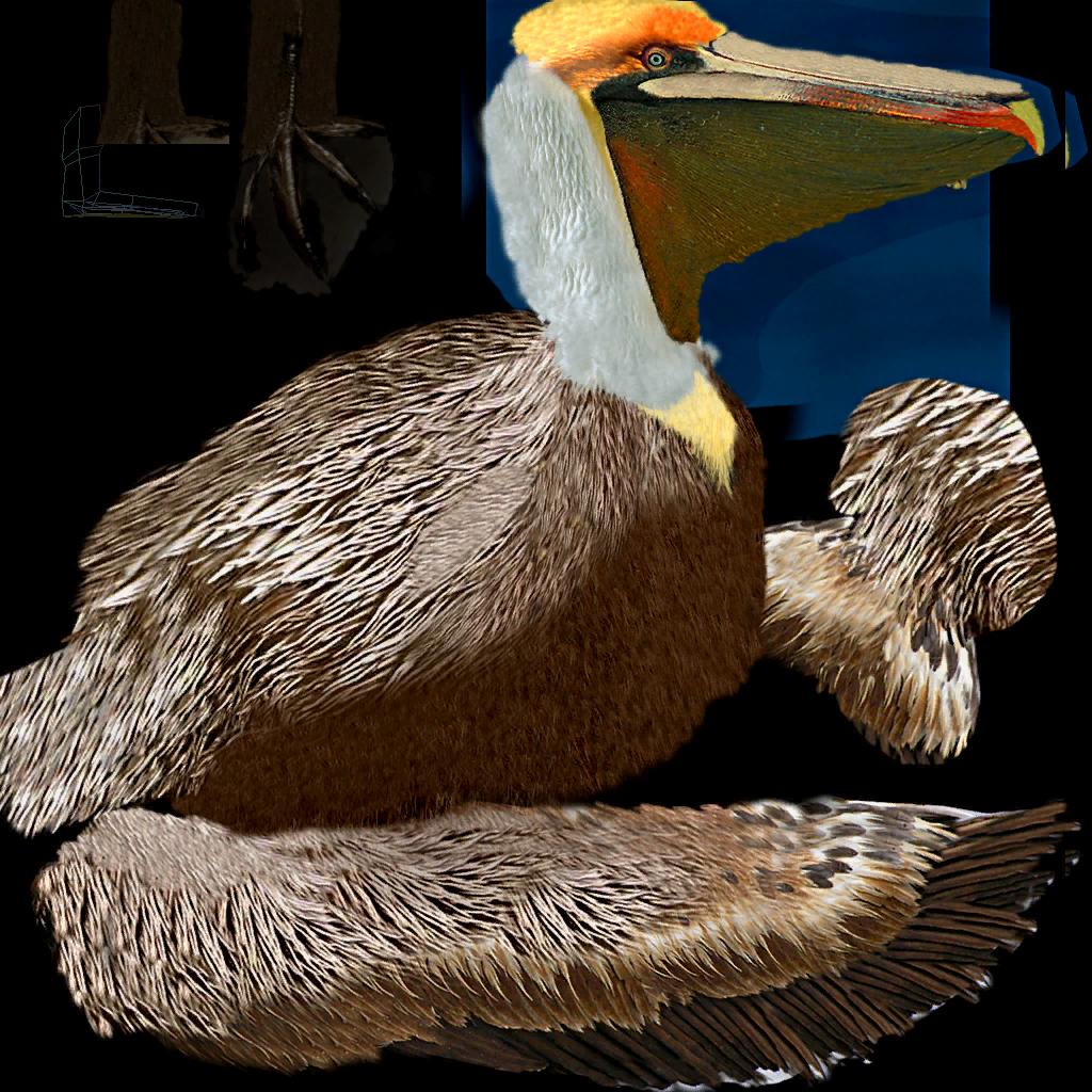 Pelican