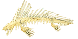 Cadaver (Fish)