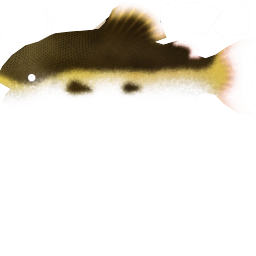 Red-Tail Catfish
