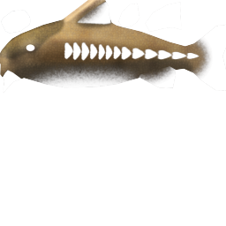 Megaquarium - Ripsaw Catfish
