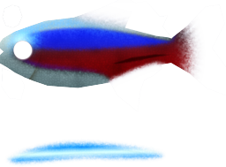 Cardinal Tetra