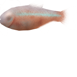 Megaquarium - Blind Cave Tetra