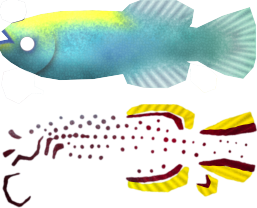 Megaquarium - Gardner's Killifish