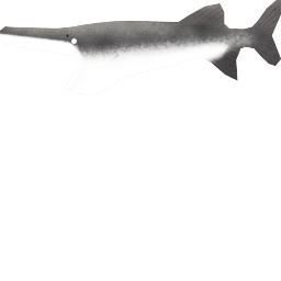 American Paddlefish