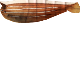Megaquarium - Fan Shrimp