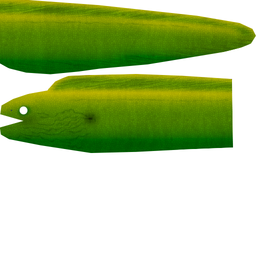 Green Moray Eel