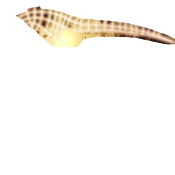 Megaquarium - Big Bellied Seahorse