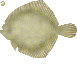 Megaquarium - Turbot