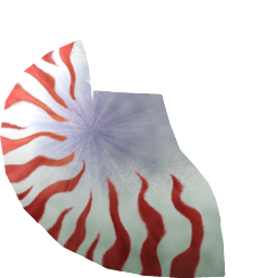 Nautilus