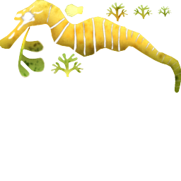 Leafy Seadragon