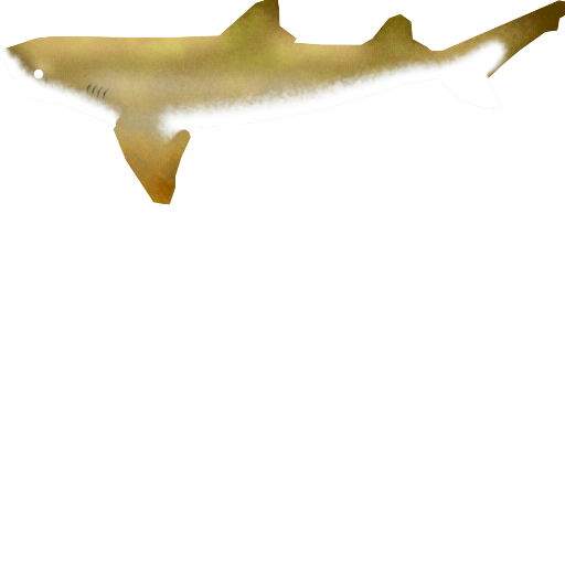 Lemon Shark