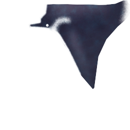 Manta Ray