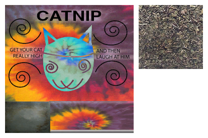 Catnip