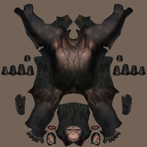 Chimpanzee