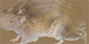 Rat