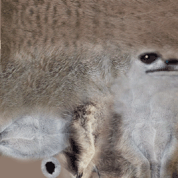 Meerkat