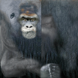 Gorilla