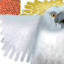 Cockatoo