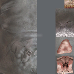 Hippo