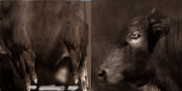 Bull